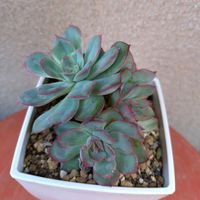 オリオン,ヘラクレス,ムーンフェアリー,多肉植物,エケベリア属の画像