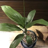 コルジリネ,コルジリネ・ストリクタ ,コルジリネ ターミナリス,コルジリネ・ターミナリス,観葉植物の画像