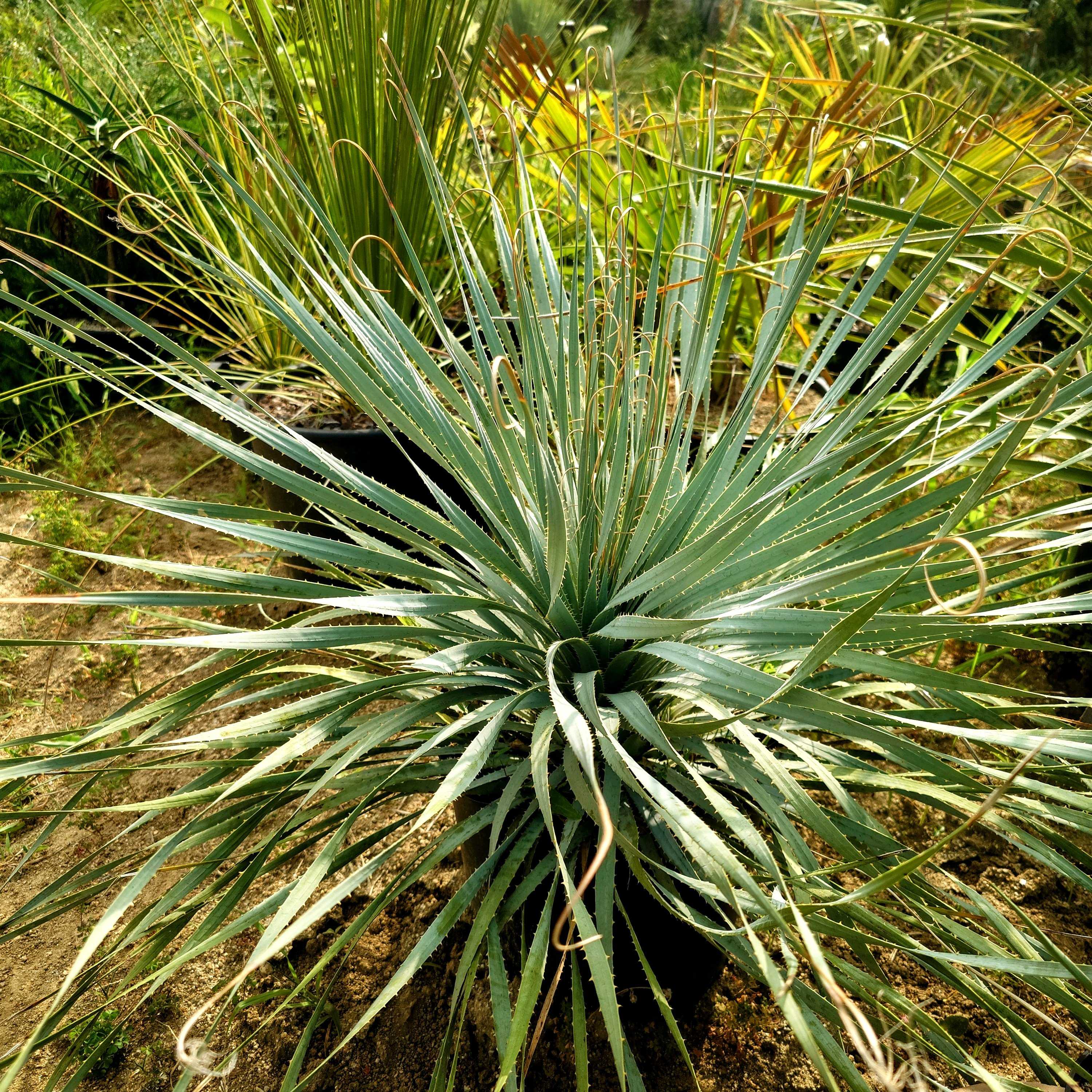 ダシリリオン ウィーレリー 極太 埼玉 引取限定 ダシリリオン ウィーレリーの一覧｜🍀GreenSnap（グリーンスナップ）