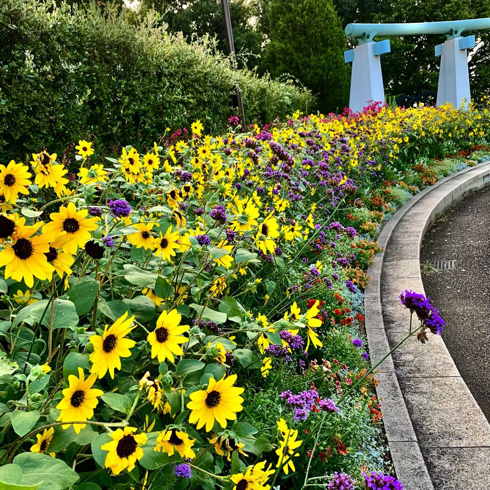 シゲルさんの港の見える丘公園への投稿