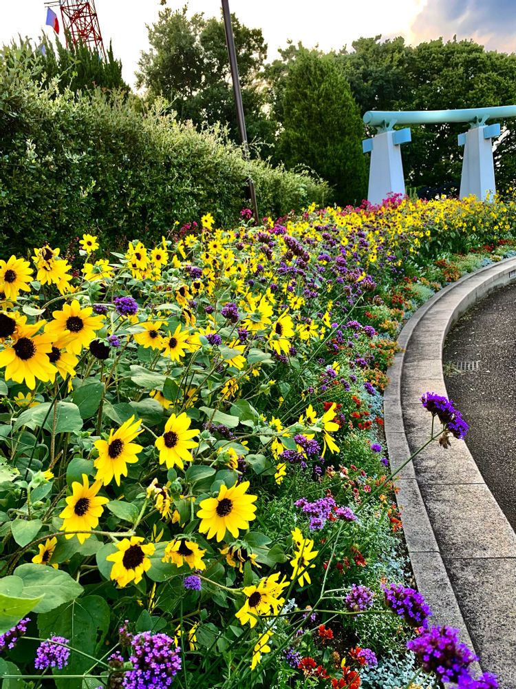 シゲルさんの港の見える丘公園への投稿