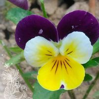 ビオラ,夏野菜,札幌からの画像