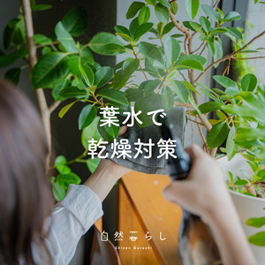 観葉植物,植物のある暮らし,肥料,自然のある暮らし,観葉植物のある暮らしの画像