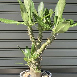 パキポディウム,パキポディウム・ロスラーツム,多肉植物,塊根植物,コーデックスの画像