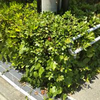 シラカシ,シラカシのドングリ,シラカシの花,葉が細いのでシラカシですね,シラカシの樹皮の画像