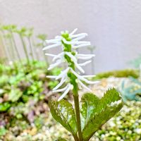 ヒトリシズカ,ヒトリシズカ,ヒトリシズカ,キバナイチゲ,ガーデニングの画像