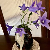 キキョウ,センニチコウ,姫ひまわり,復興祈願,平和を願う☆の画像