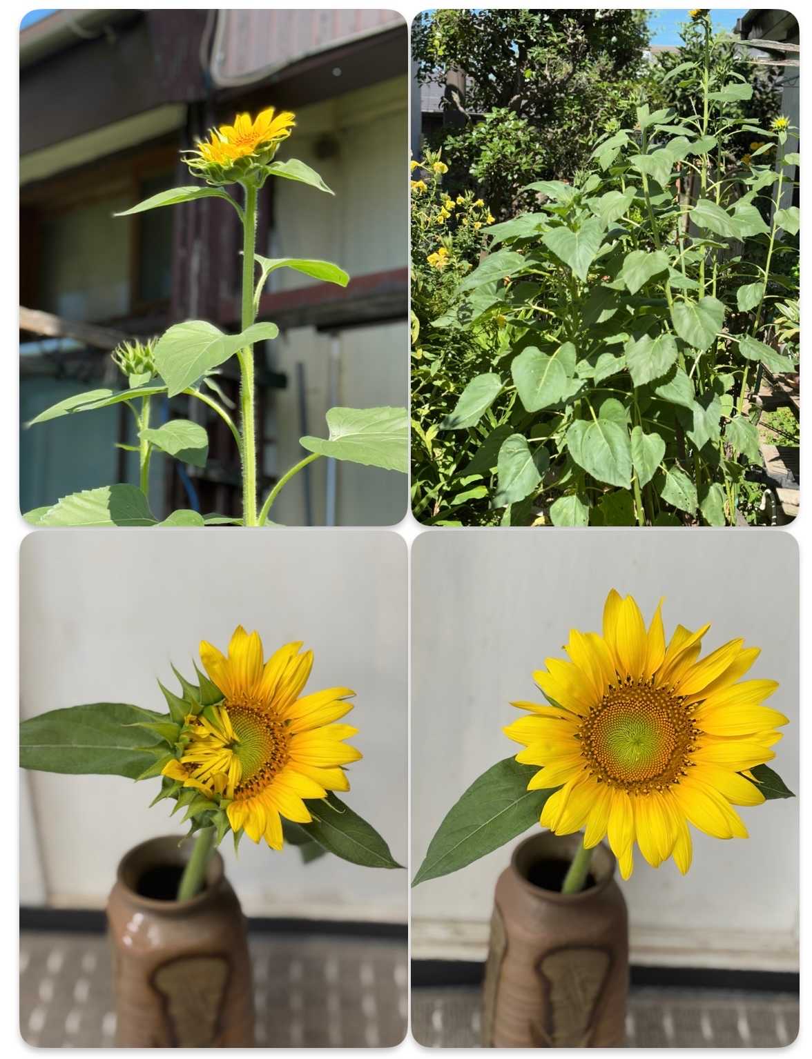 ひまわりん　まとめ売り Amazon | サカタのタネ 実咲花7541 ひまわり 巨大輪咲ロシア 00907541 | 花