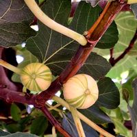 プルーン,プルーン,柚子,イチジク,いちじくの画像