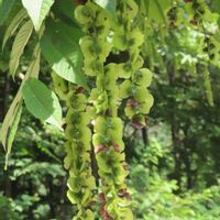 イワシモツケ,サルナシ,マタタビ,サワグルミ,マタタビ　虫瘤の画像