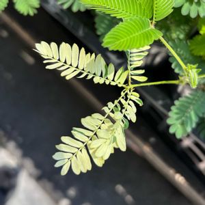 オジギソウ,斑入り,鉢植え,雑草,山野草の画像