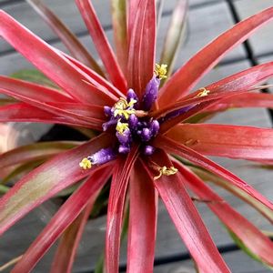 100均エアプランツ,チランジア　ブラキカウロス,チランジア属,エアープランツ/チランジア,ダイソーエアープランツの画像