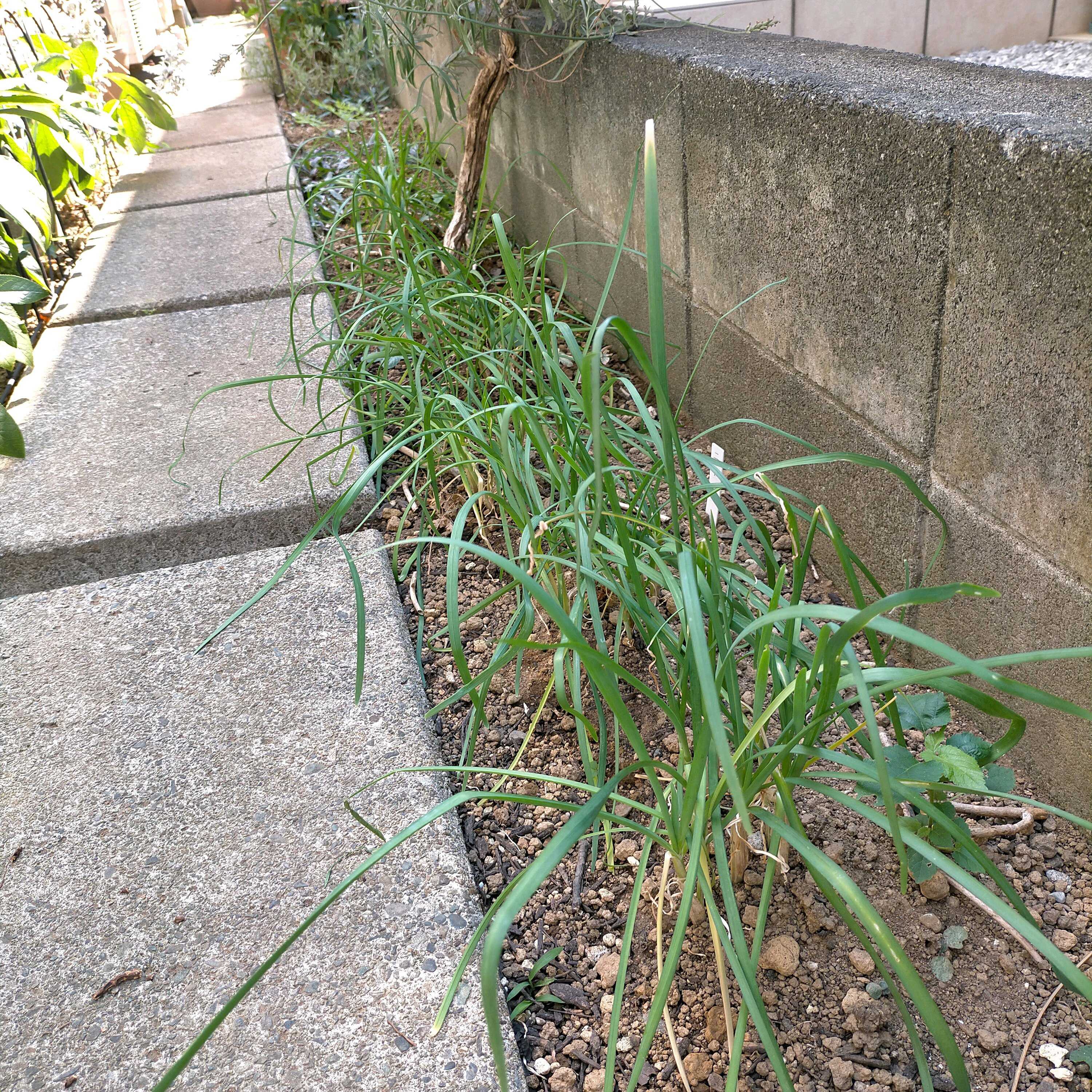 ニラの投稿画像 by かぷりんさん｜ミニトマトとプランター野菜と種まき