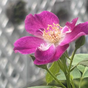 バラ　スイートセレナード,花のある暮らし,切り花を楽しむ,お庭のお花,ばら バラ 薔薇の画像