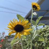 メキシコヒマワリ,ヒマワリ,ヒマワリ,ミニひまわり,鉢植えの画像