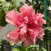 ハイビスカス,ハイビスカス ガイア,ハイビスカス フェアリーブーケ,鉢植え,ネコ好きの画像