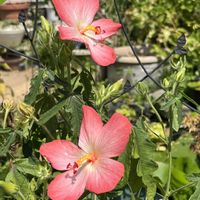 アベルモスクス(アカバナワタ),赤い花,鉢植え,ネコ好き,花のある暮らしの画像