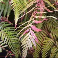 観葉植物,癒し,インテリアグリーン,珍奇植物,風水の画像