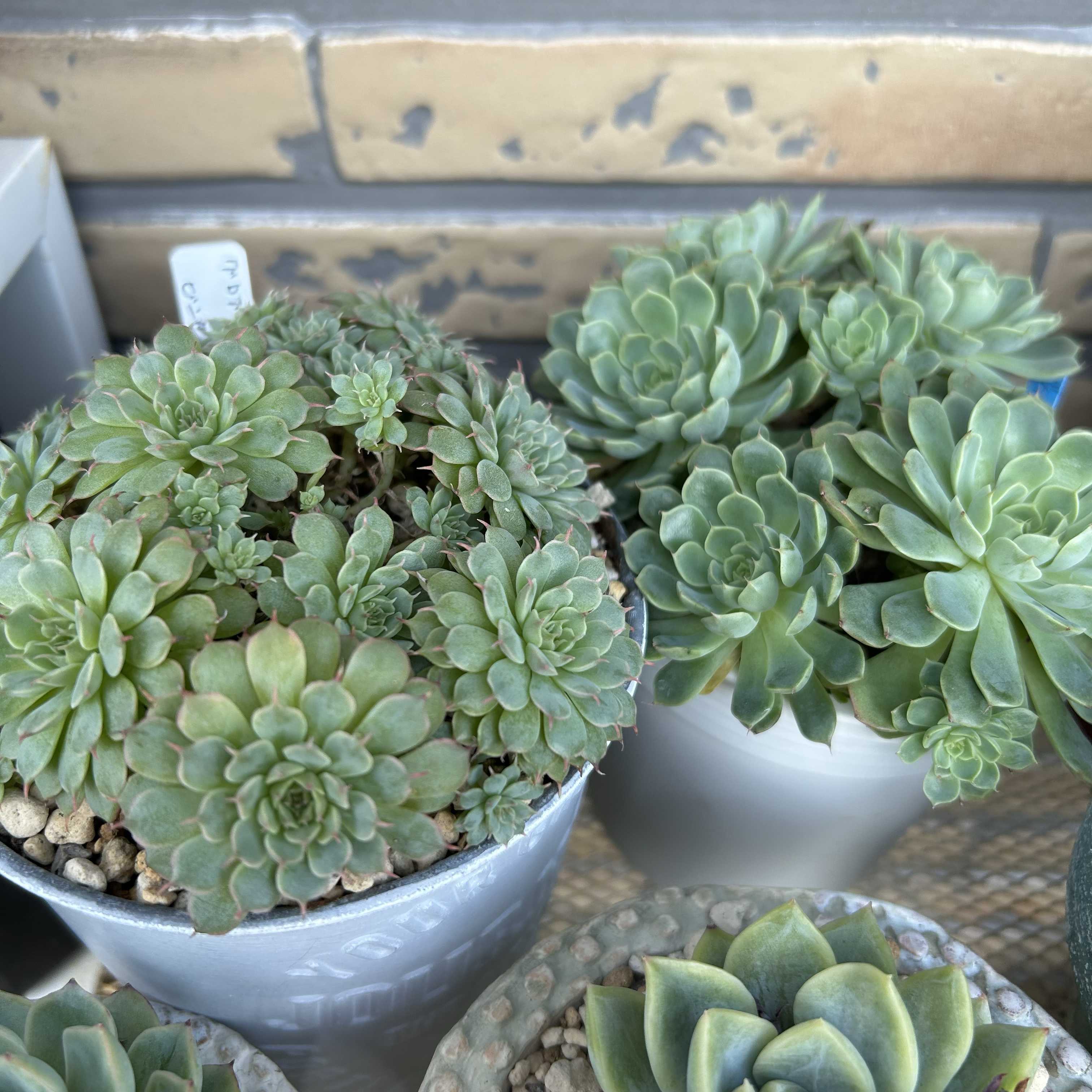 ＊Y♡K 多肉＊トバレンシストバル×ヴィンセントカトー②銀天女プロリフィカ Y♡K 多肉様専用＊トバレンシストバル×ヴィンセントカトー②銀天女