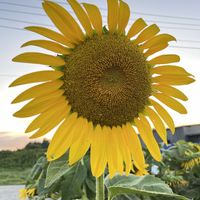 ヒマワリ,向日葵,ひまわり,帰り道,夕焼けの画像