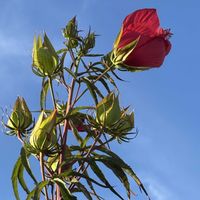 サルスベリ,モミジアオイ,ユスラウメ,フッキソウ,モミジバアサガオの画像