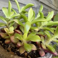 サクラフブキ,鉢植え,玄関アプローチの画像