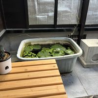 アガベ,十二の巻,庭の画像