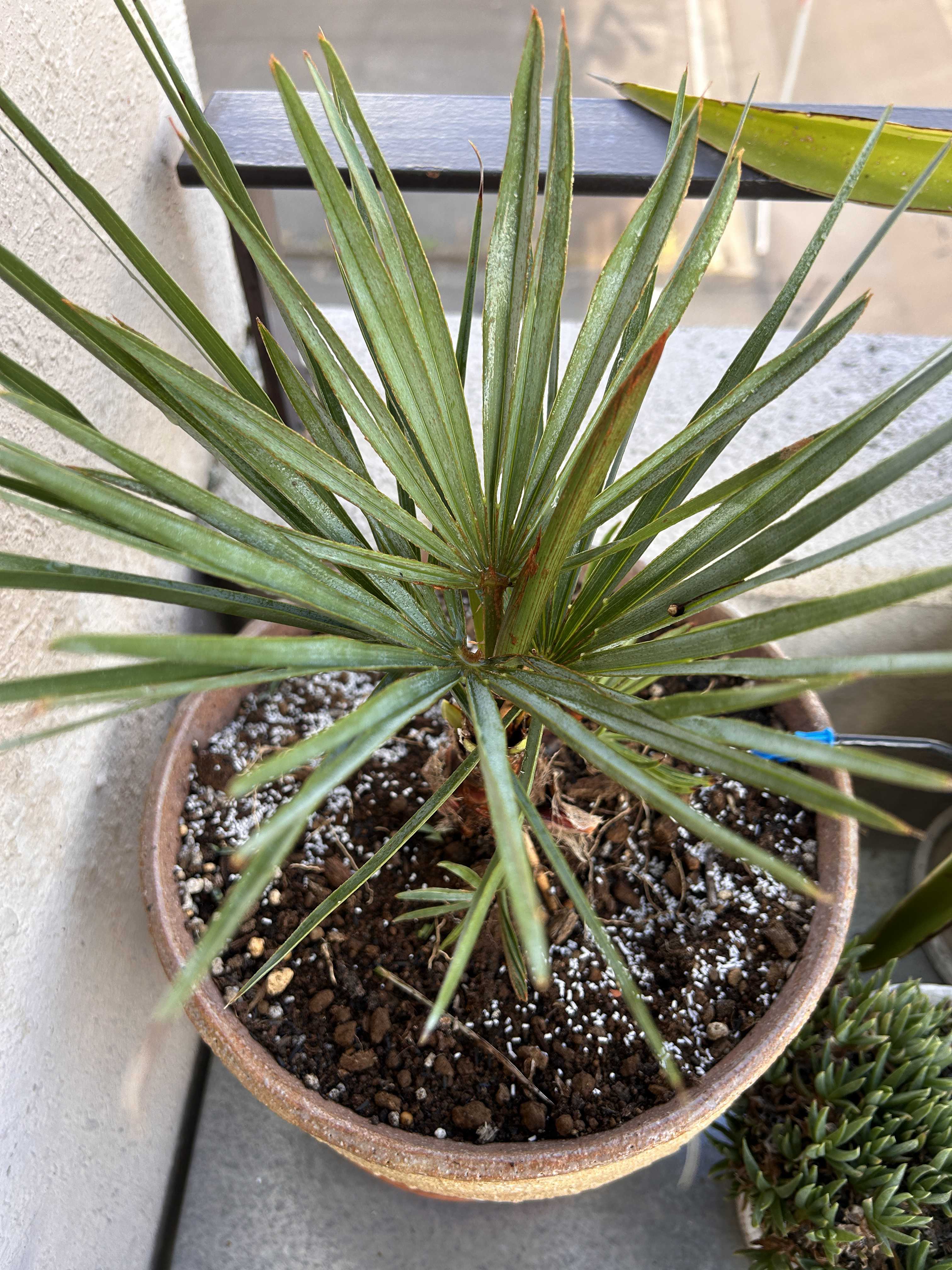 チャメロプスの一覧｜🍀GreenSnap（グリーンスナップ）