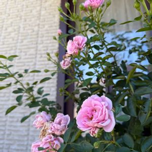 夏の庭,バラ　プロローグ,ガーデニング,フロントガーデン,ばら バラ 薔薇の画像