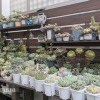 多肉棚DIY,no green no life,多肉のある暮らし,植中毒,パーゴラDIYの画像