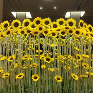 ヒマワリ,ガーデニング,散策,植え込み,酷暑日の画像