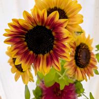 ダリア,ヒマワリ,ミント,ミント,リンドウの画像