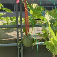 メロン,メロン ころあま,会社,＜ベランダde野菜クラブ＞,家庭菜園の画像
