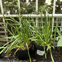 アリウム,アリウム ミレニアム,ガーデニング,球根植物,マンションの庭の画像