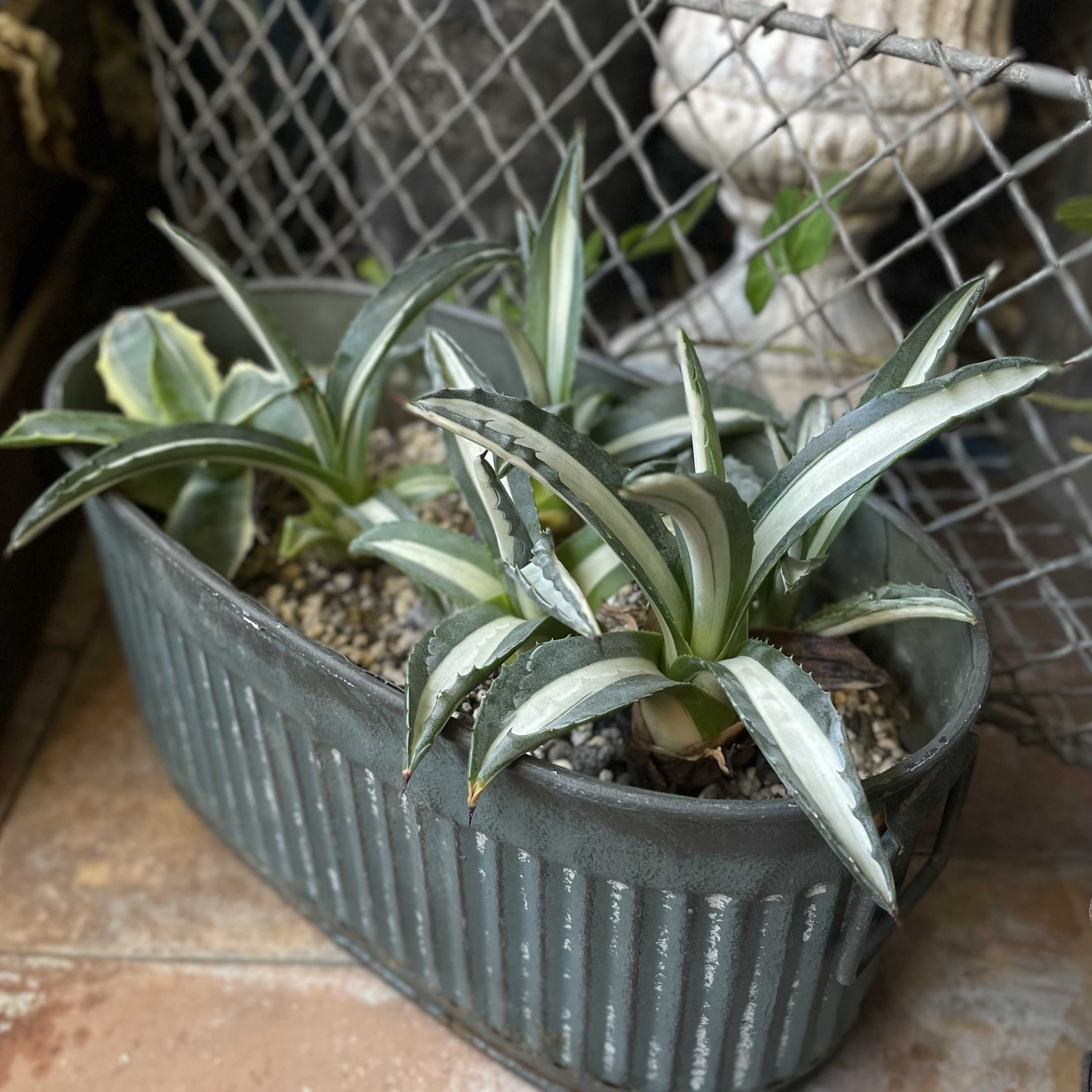 アガベ 華厳の一覧｜🍀GreenSnap（グリーンスナップ）