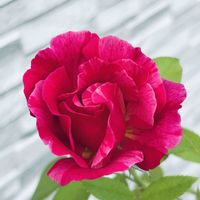 アグラオネマ・カーティシー,ジュビレ・デュ・プリンス・ドゥ・モナコ,薔薇 ギーサヴォア,アルゴノーツ,観葉植物の画像