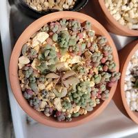 パープルヘイズ,多肉植物,葉挿し,初心者,挿し芽の画像