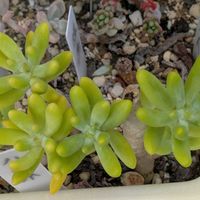 八千代,寄せ植え,多肉植物,葉挿し,リメ缶の画像