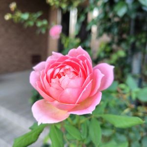 バラ,ありがとう❤️,小さな幸せ♡,犬とお散歩,素敵な出会いに感謝の画像