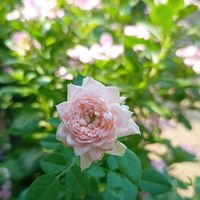 ランタナ,ランタナ,ランタナ,ミ二バラ,ミ二バラの画像