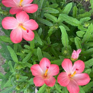 アガスターシェ,アベルモスクス(アカバナワタ),ナチュラルガーデン,こぼれ種,お庭の花たちの画像