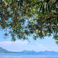 キョウチクトウ,夾竹桃,キョウチクトウ(夾竹桃),お花,今日の花の画像