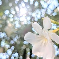 キョウチクトウ,夾竹桃,キョウチクトウ(夾竹桃),お花,今日の花の画像