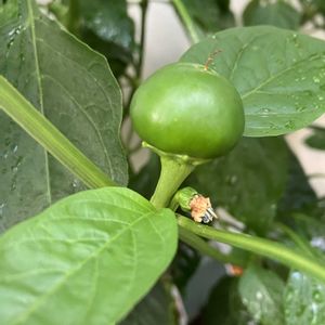 パプリカ,自家製野菜,夏野菜,ベランダ菜園,家庭菜園の画像