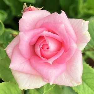 #ガーデニング,ばら バラ 薔薇,ピンクワールドへ ようこそ,エクステリアの画像