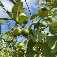 グァバ,波照間島の風景,沖縄に実る果実,お出かけ先の画像