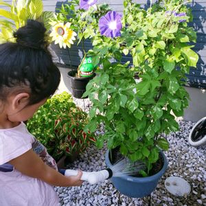 アサガオ,アサガオ,アサガオ,アサガオ,カンナの画像