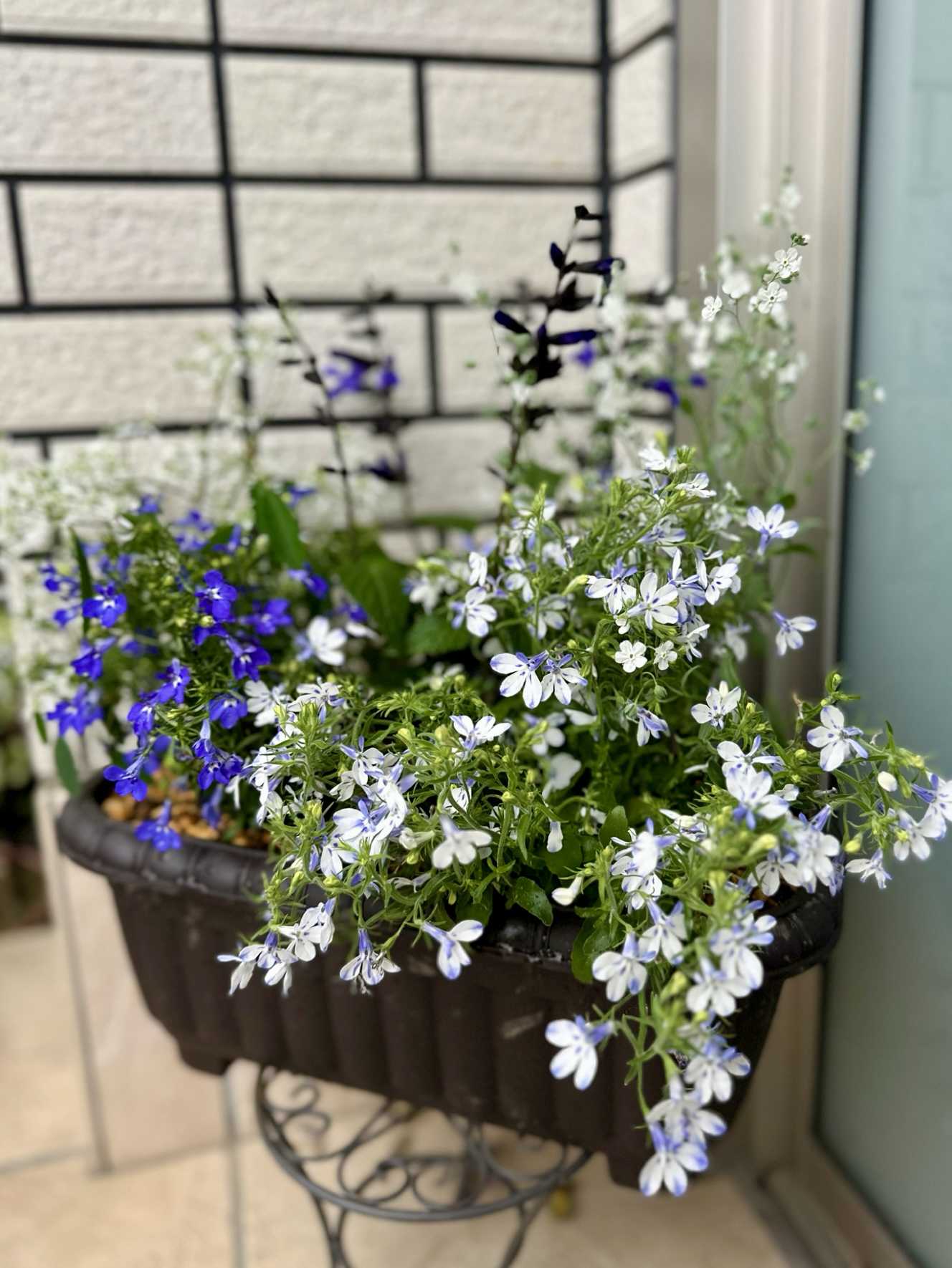 オンファロデスの一覧｜🍀GreenSnap（グリーンスナップ）