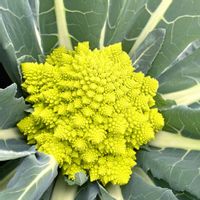 アーティチョーク,フェンネル,ロマネスコ,芽キャベツ,コールラビの画像