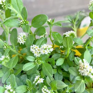 ヘリオトロープ,ヘリオトロープ　ブライトパール,ヘリオトロープ　ブライドパール,ハーブ,ガーデニングの画像